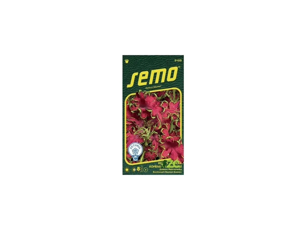Zlevněný Koleus (Africká kopřiva) - Colocha Rose 40p