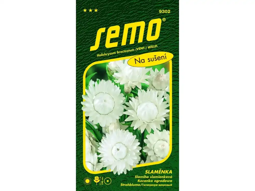 Levný Slaměnka BÍLÁ - velkokvětá